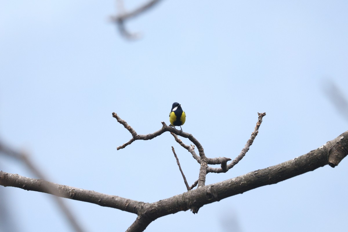 Green-backed Tit - ML615385565