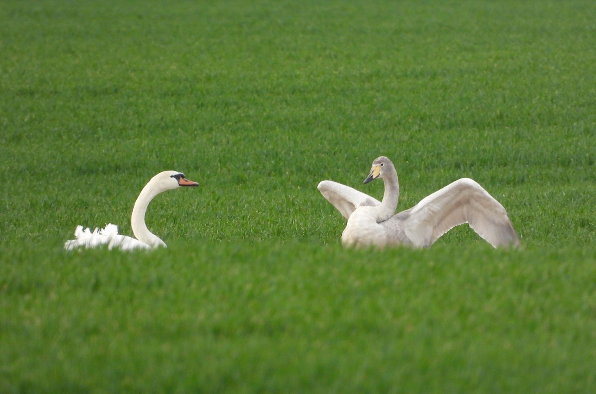 Whooper Swan - ML615385772