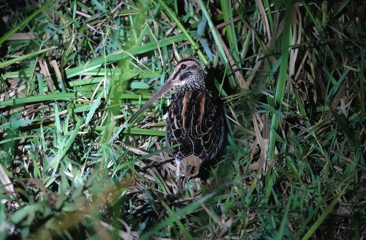 Giant Snipe - ML615385779