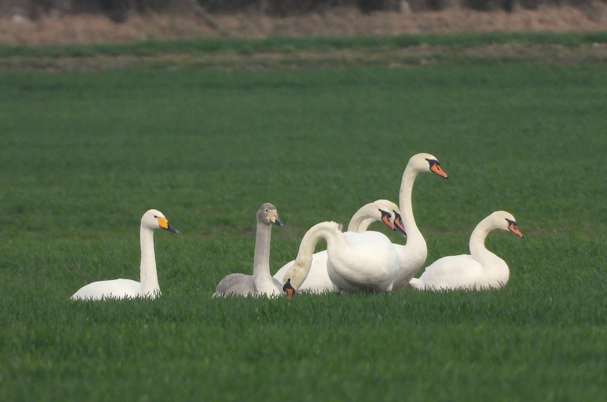 Cygne chanteur - ML615385780