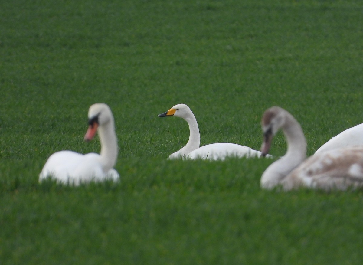 Whooper Swan - Jiří Rohlena