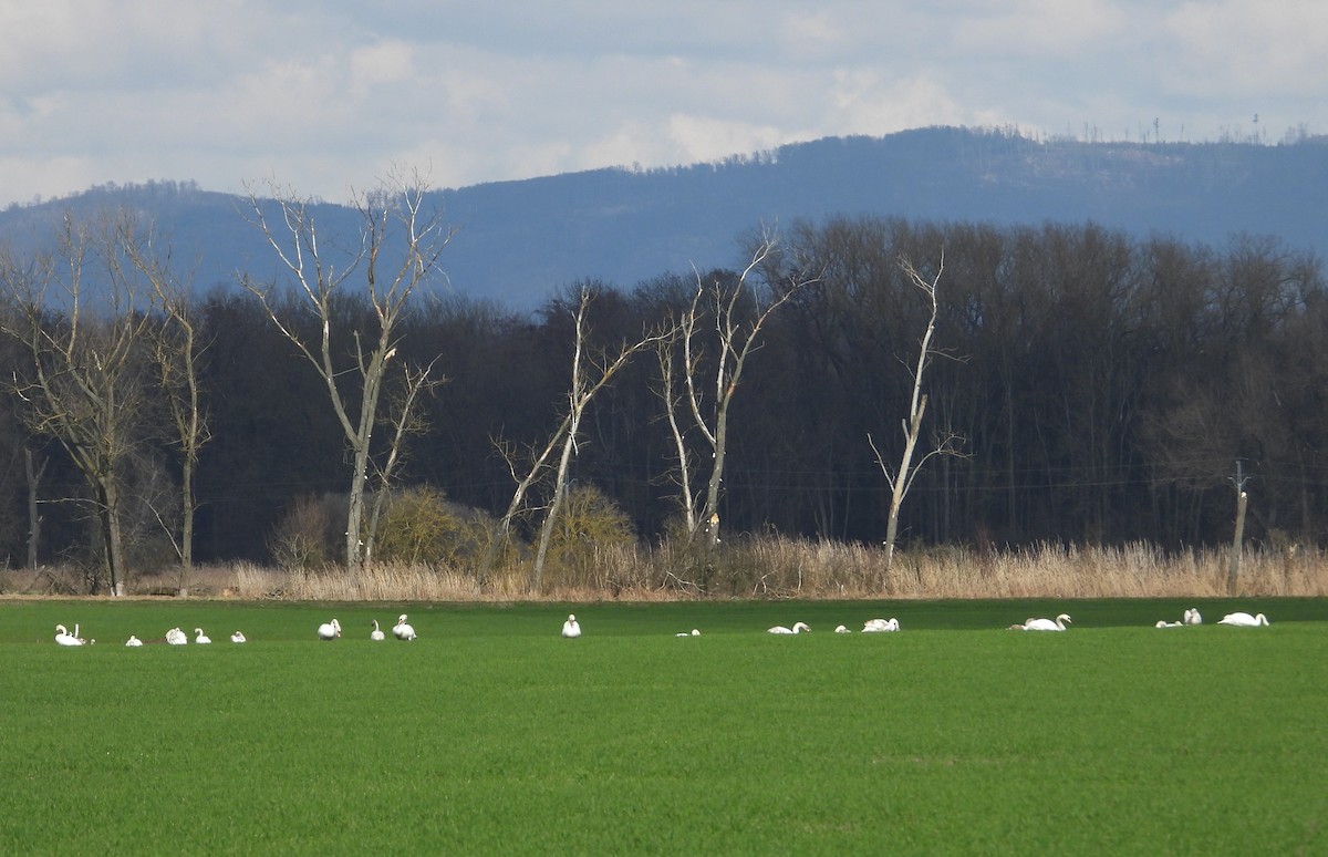 Mute Swan - ML615385791