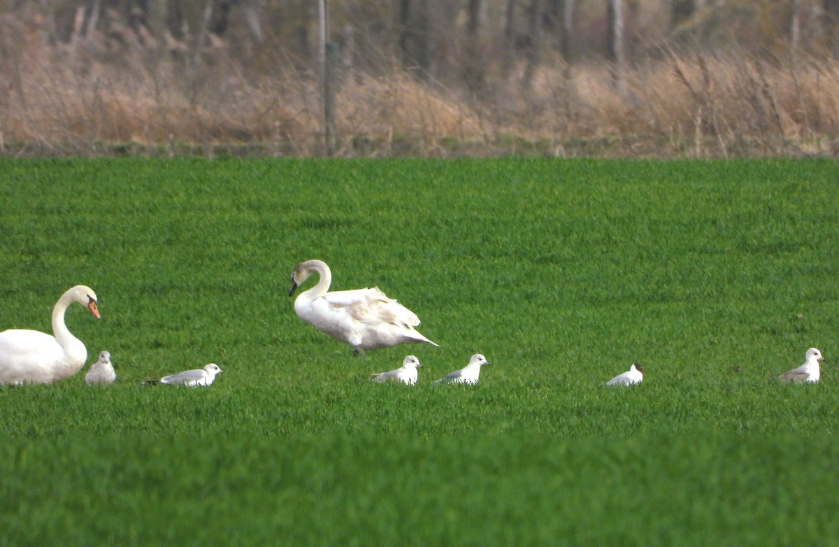 Common Gull - ML615385793