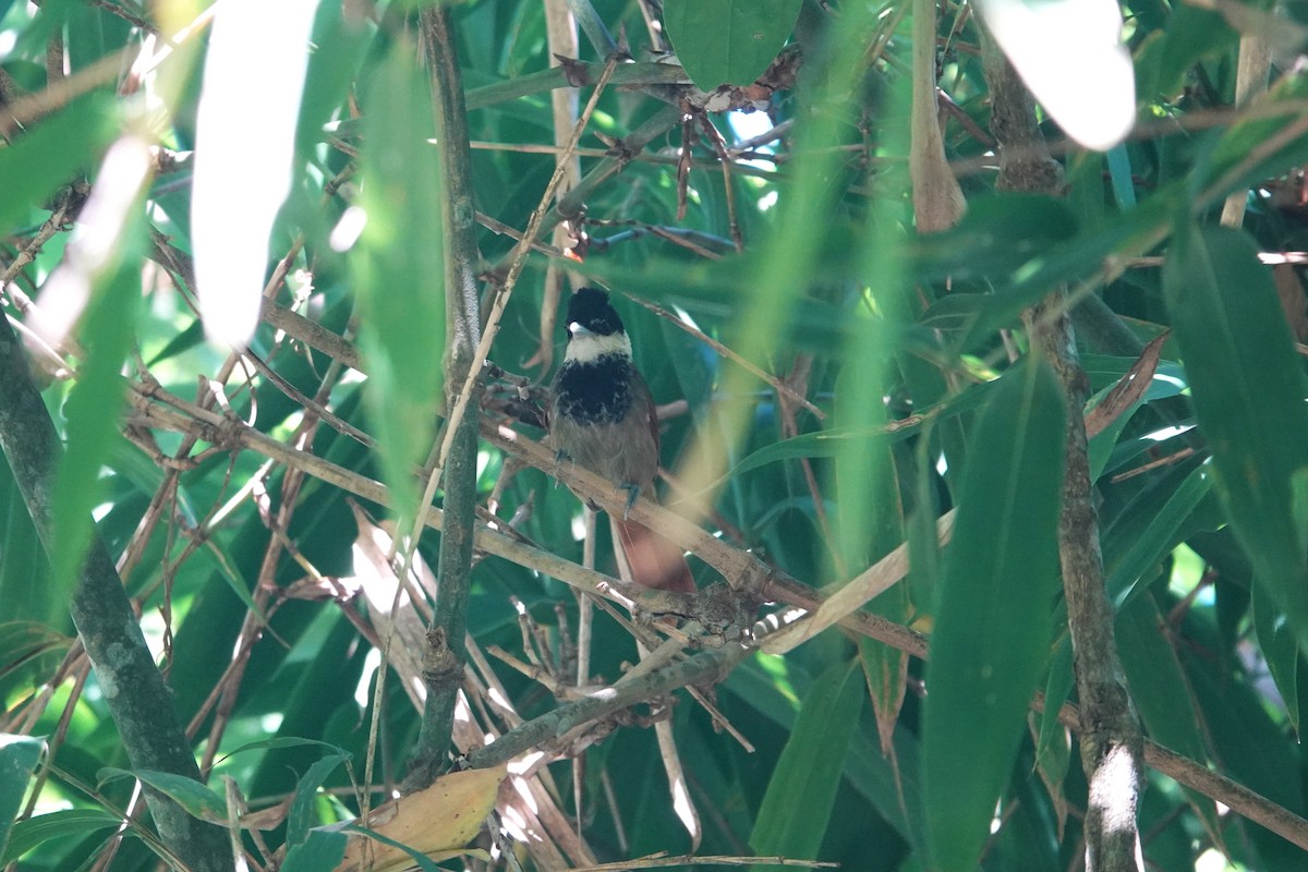 White-bearded Antshrike - ML615385853