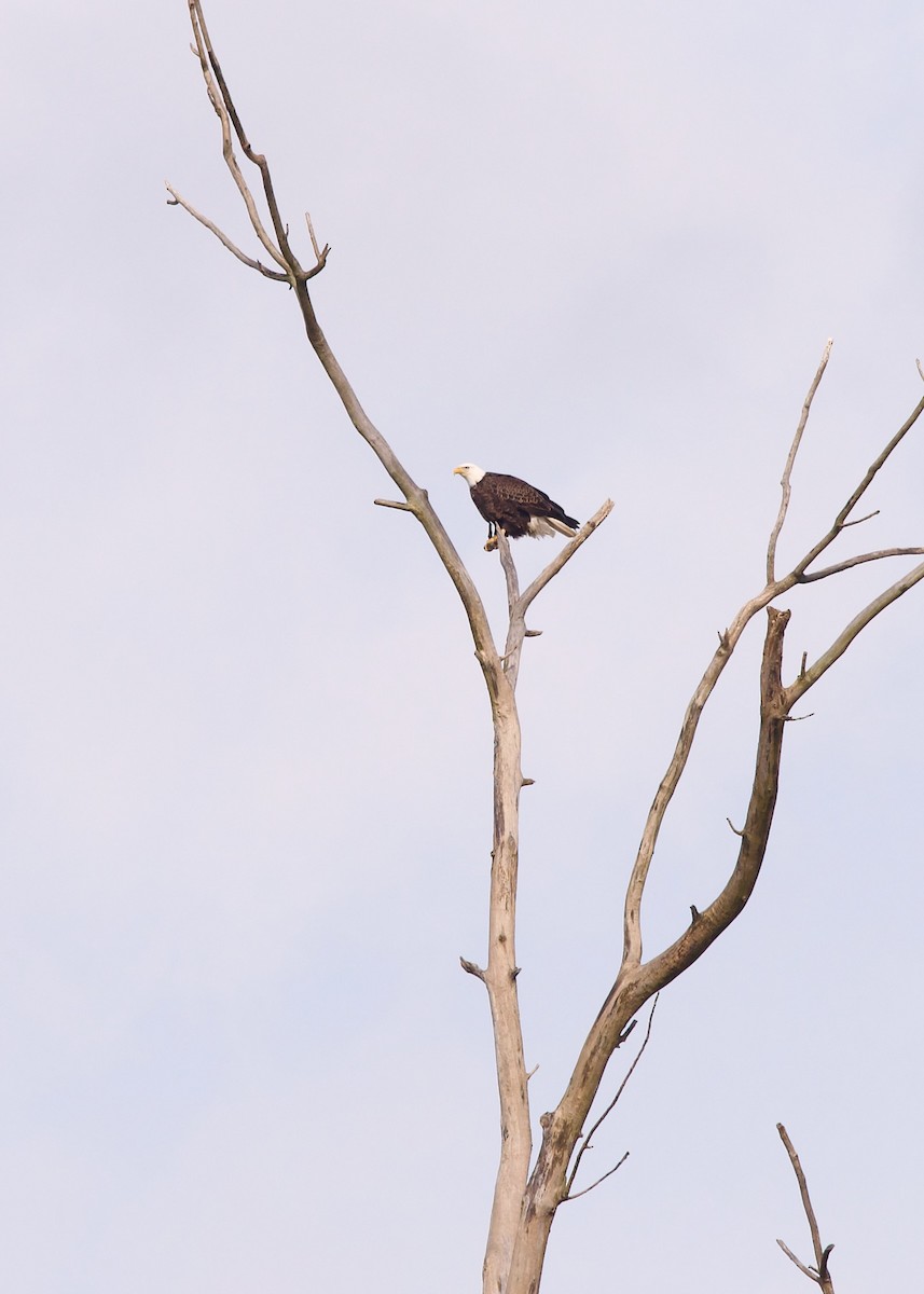 Bald Eagle - ML615385899