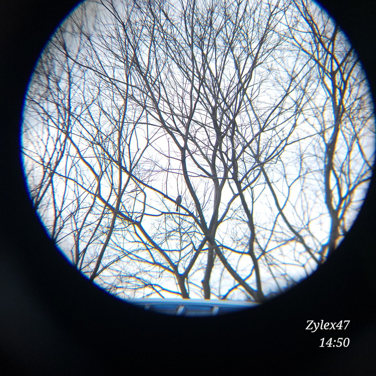 Brown-eared Bulbul - Dusky Thrush