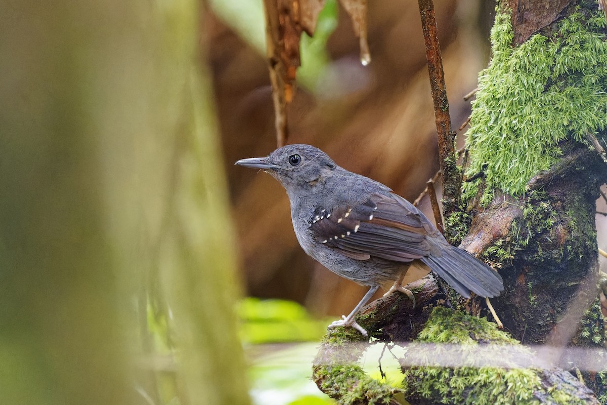 Olivscheitel-Ameisenvogel - ML615385961