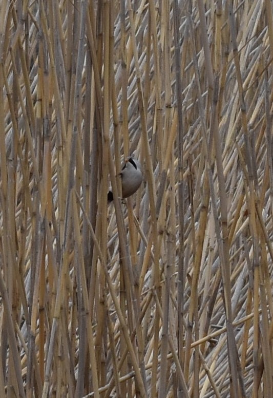 Bearded Reedling - ML615386027