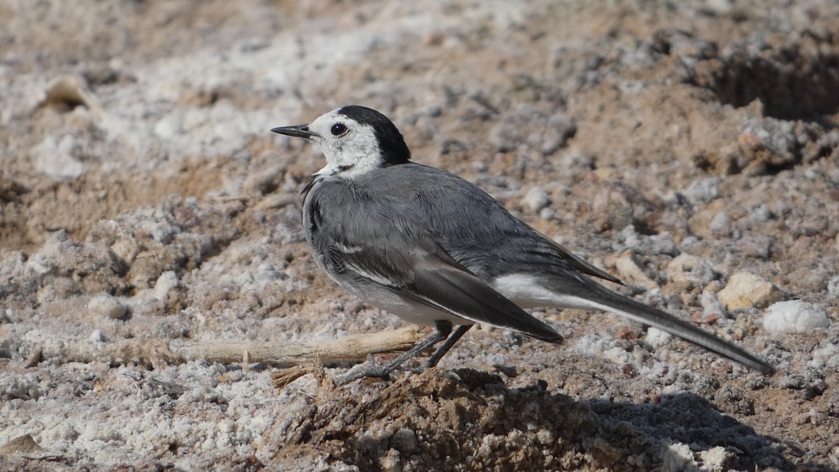 White Wagtail - ML615386074