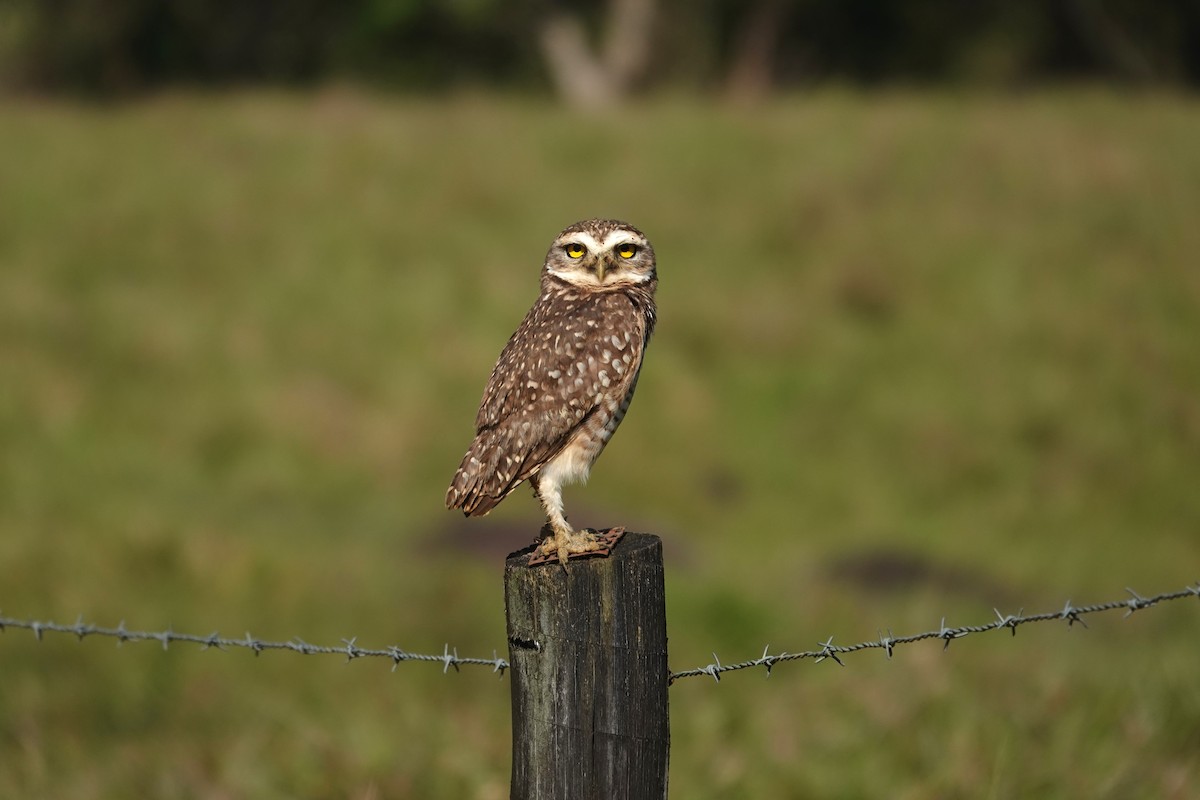Burrowing Owl - ML615386111