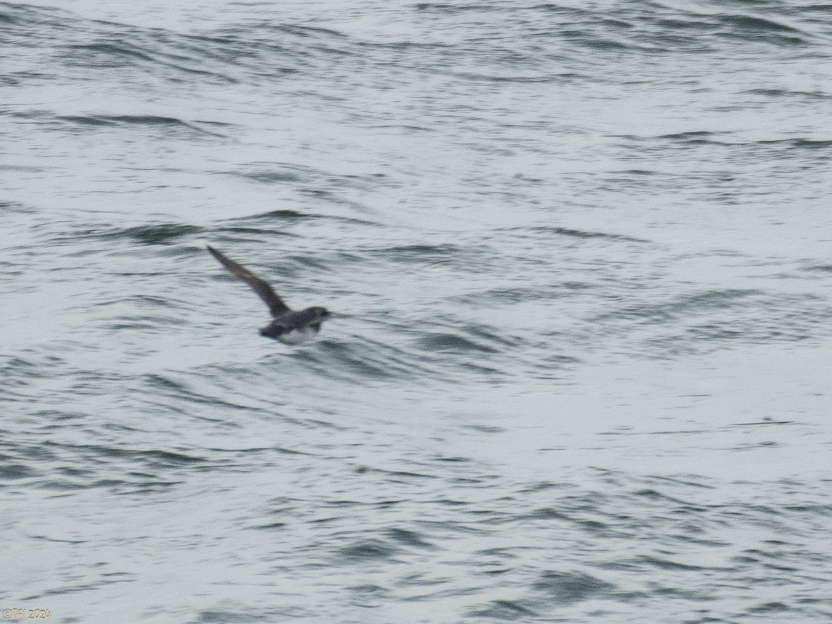 Common Diving-Petrel - ML615386133