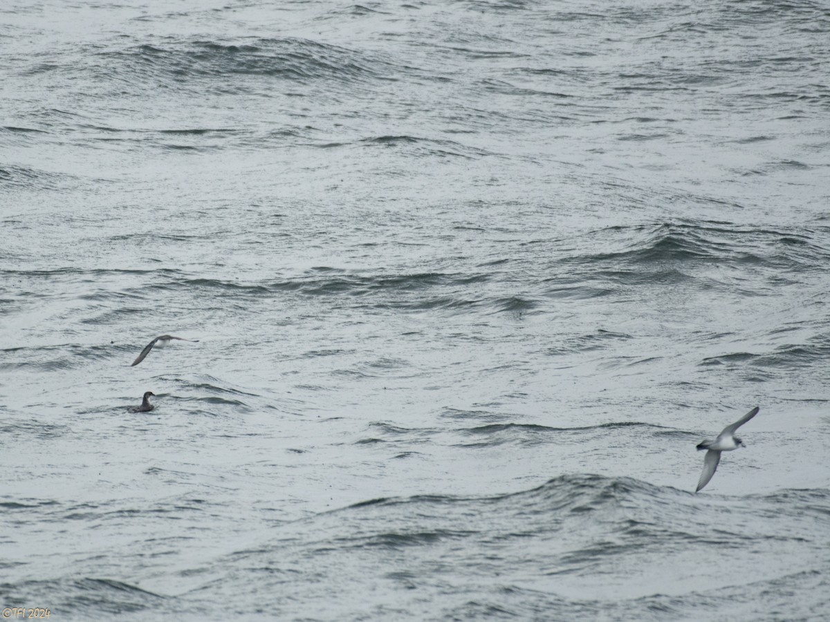 Common Diving-Petrel - ML615386142