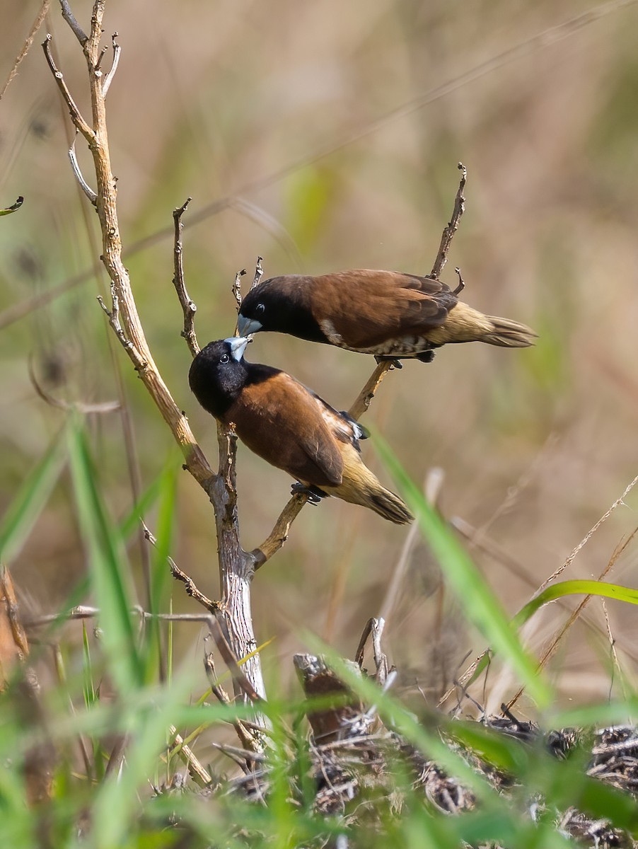 Black-breasted Munia - Wilbur Goh