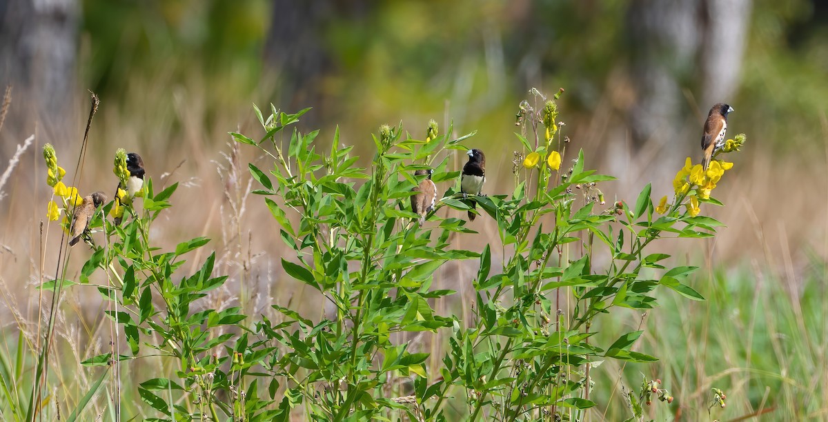 Black-breasted Munia - Wilbur Goh