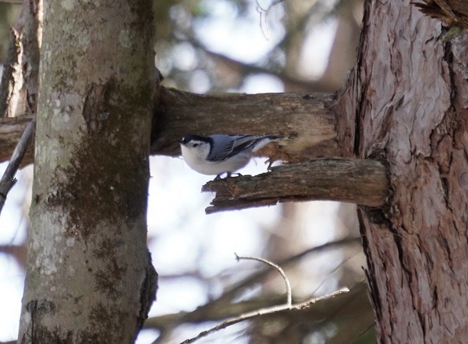 White-breasted Nuthatch - ML615386184