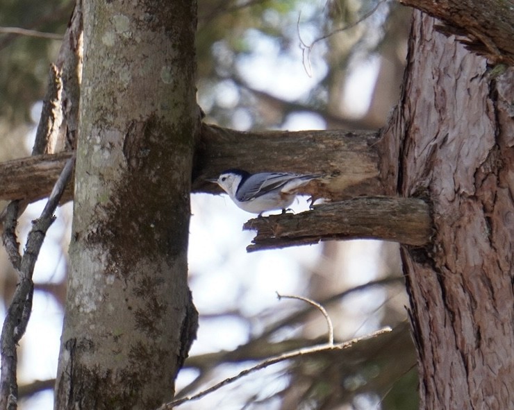 White-breasted Nuthatch - ML615386185