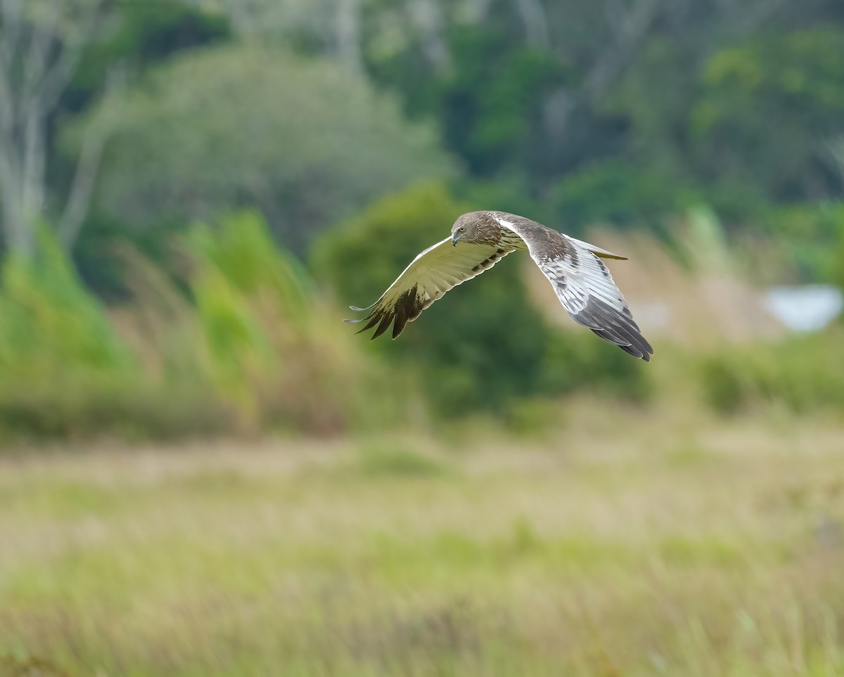 Papuan Harrier - ML615386186