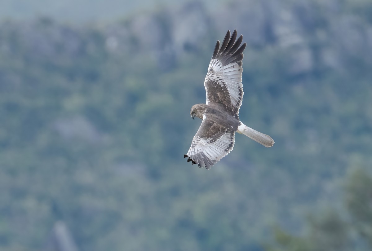 Papuan Harrier - ML615386187