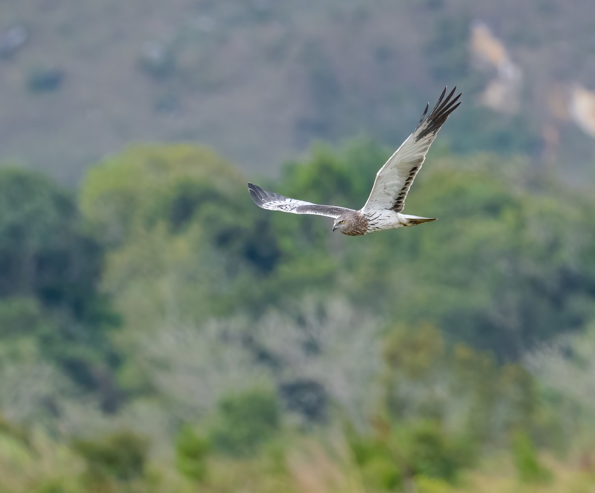 Papuan Harrier - Wilbur Goh