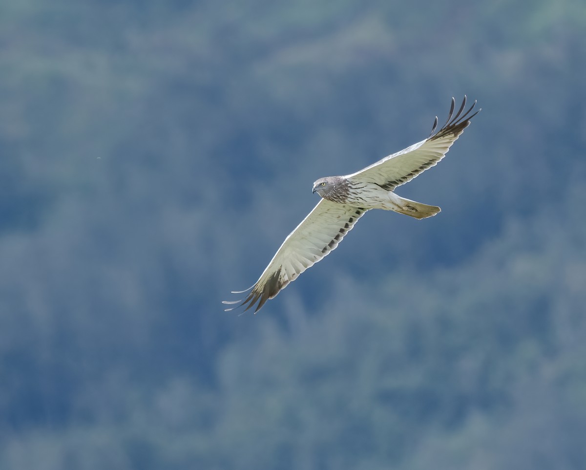 Papuan Harrier - ML615386189