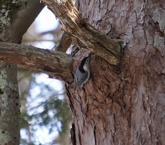 White-breasted Nuthatch - ML615386193