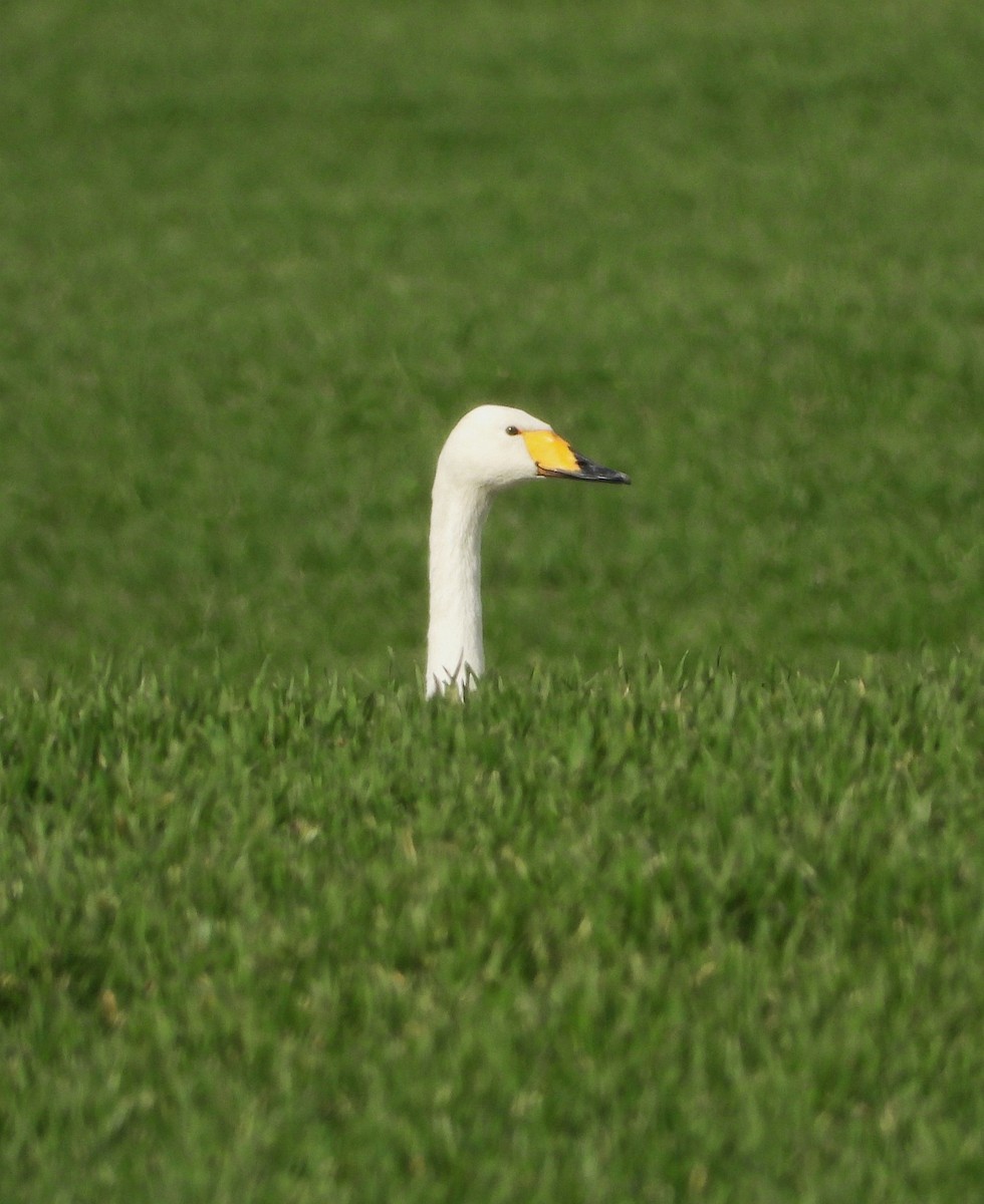 Whooper Swan - ML615386194