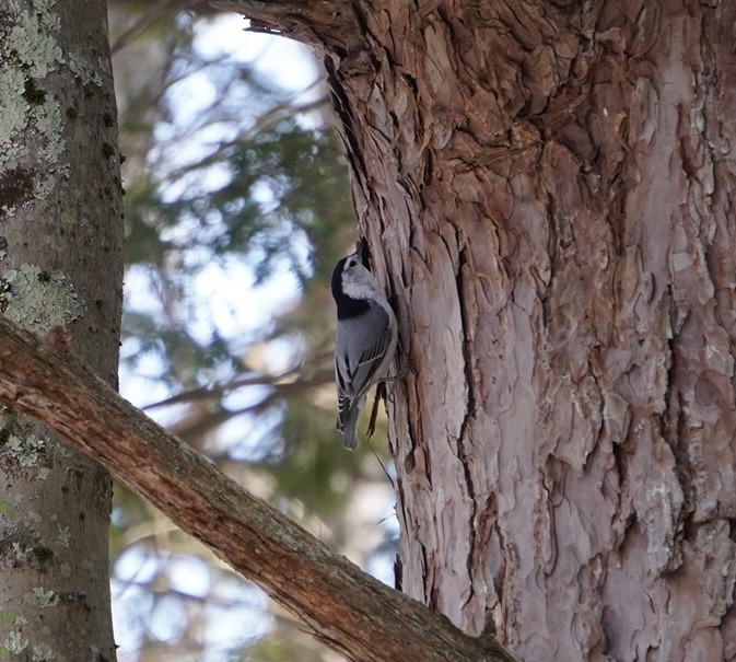 White-breasted Nuthatch - ML615386196