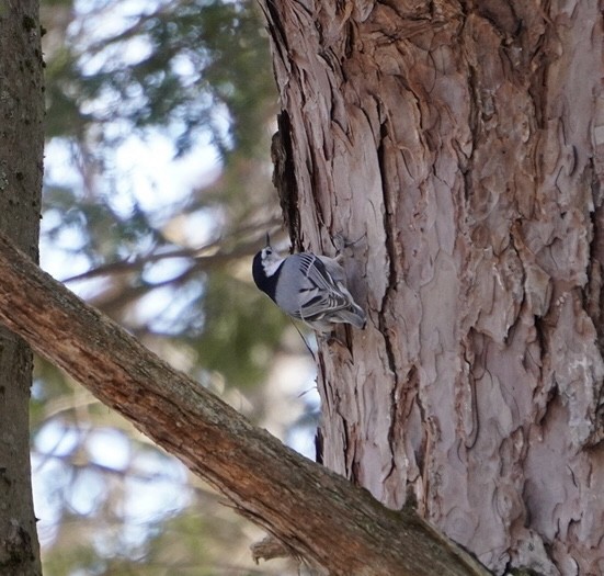 White-breasted Nuthatch - ML615386197