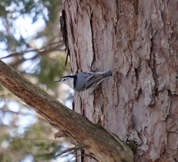 White-breasted Nuthatch - ML615386199