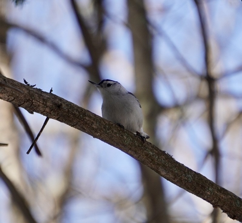 White-breasted Nuthatch - ML615386203