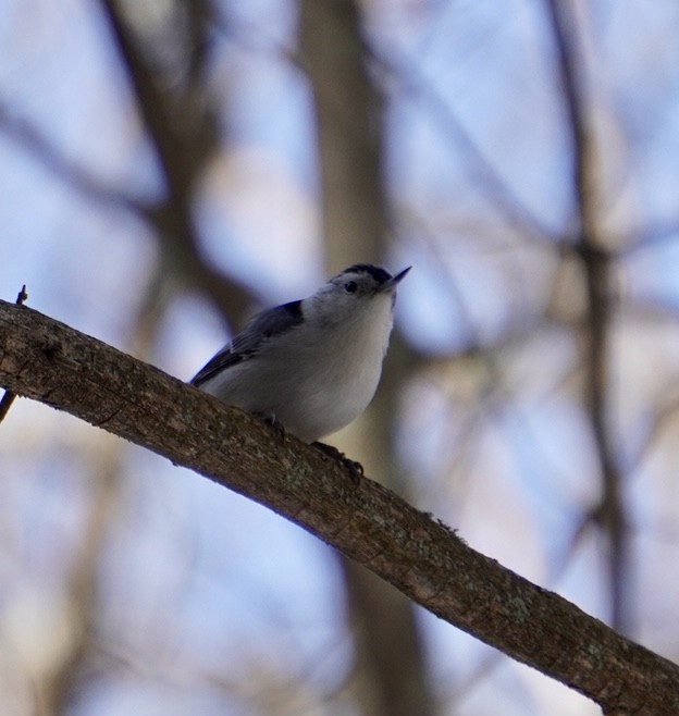 White-breasted Nuthatch - ML615386207