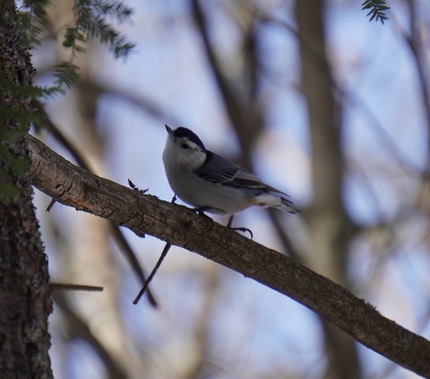 White-breasted Nuthatch - ML615386211
