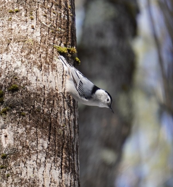 White-breasted Nuthatch - ML615386214