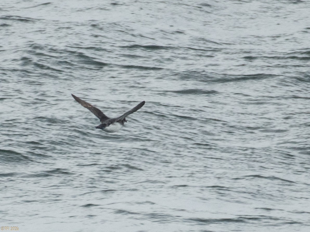 Common Diving-Petrel - ML615386233