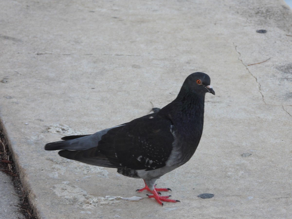 Pigeon biset (forme domestique) - ML615386235