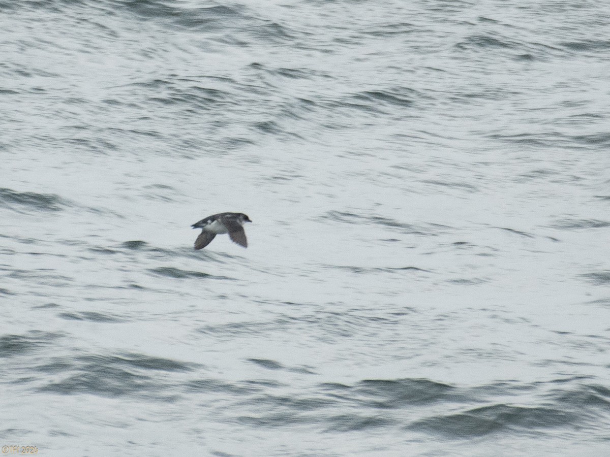Common Diving-Petrel - ML615386243