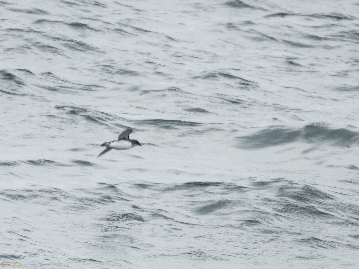 Common Diving-Petrel - ML615386246