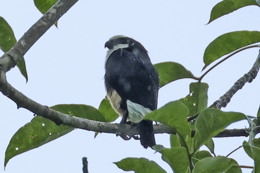 White-fronted Falconet - Steven Whitebread