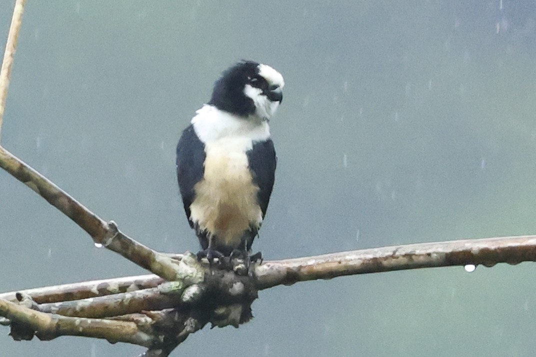 White-fronted Falconet - Steven Whitebread