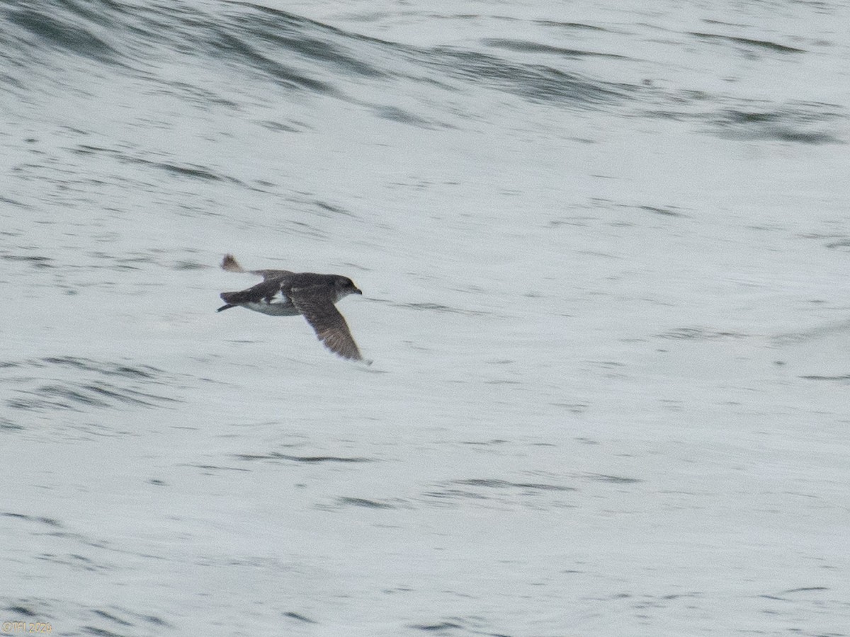 Common Diving-Petrel - ML615386263