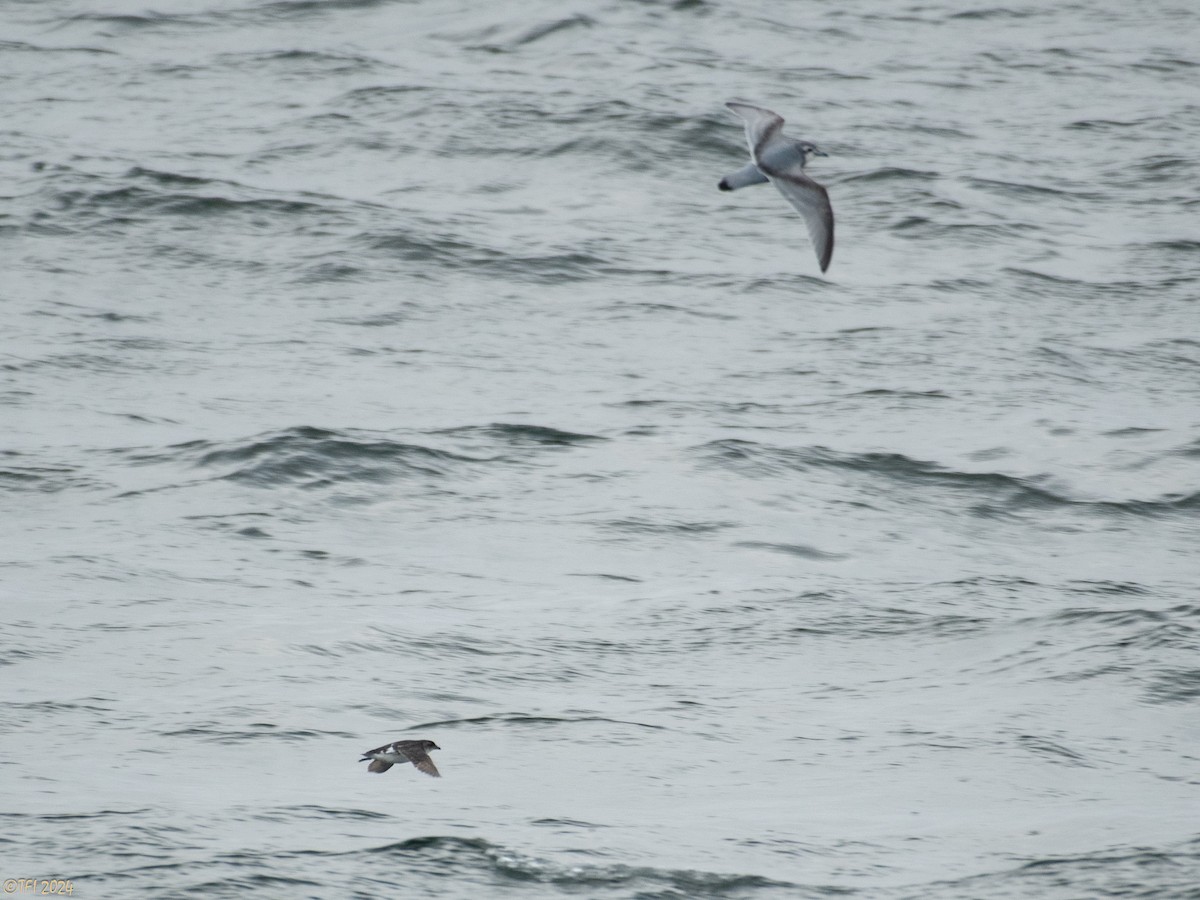 Common Diving-Petrel - ML615386266