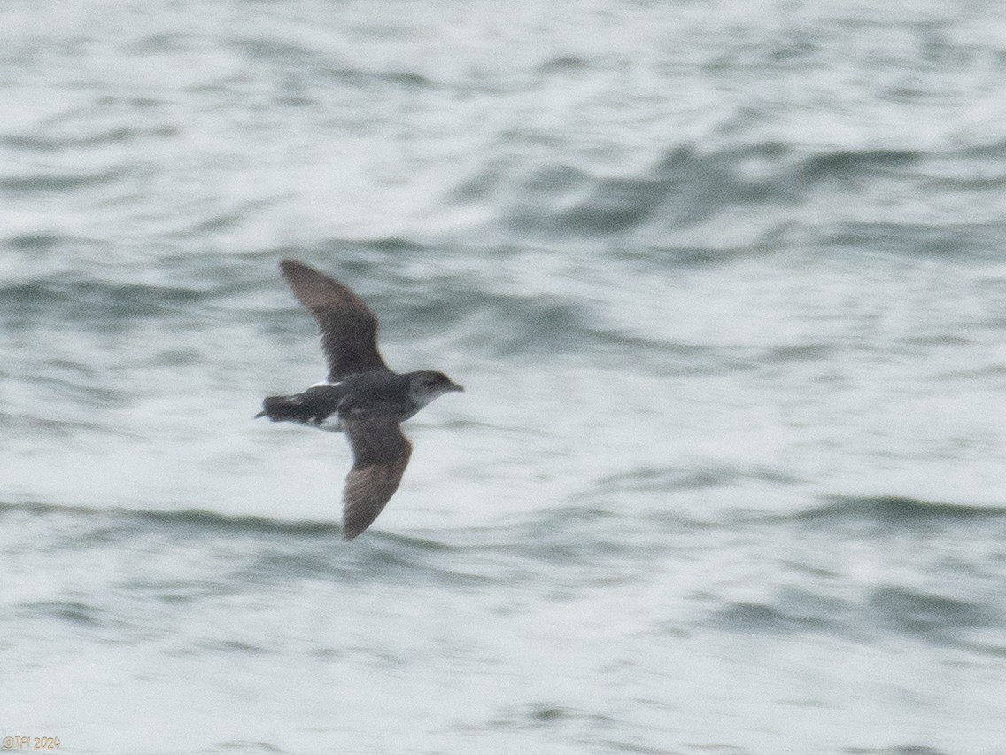 Common Diving-Petrel - ML615386292