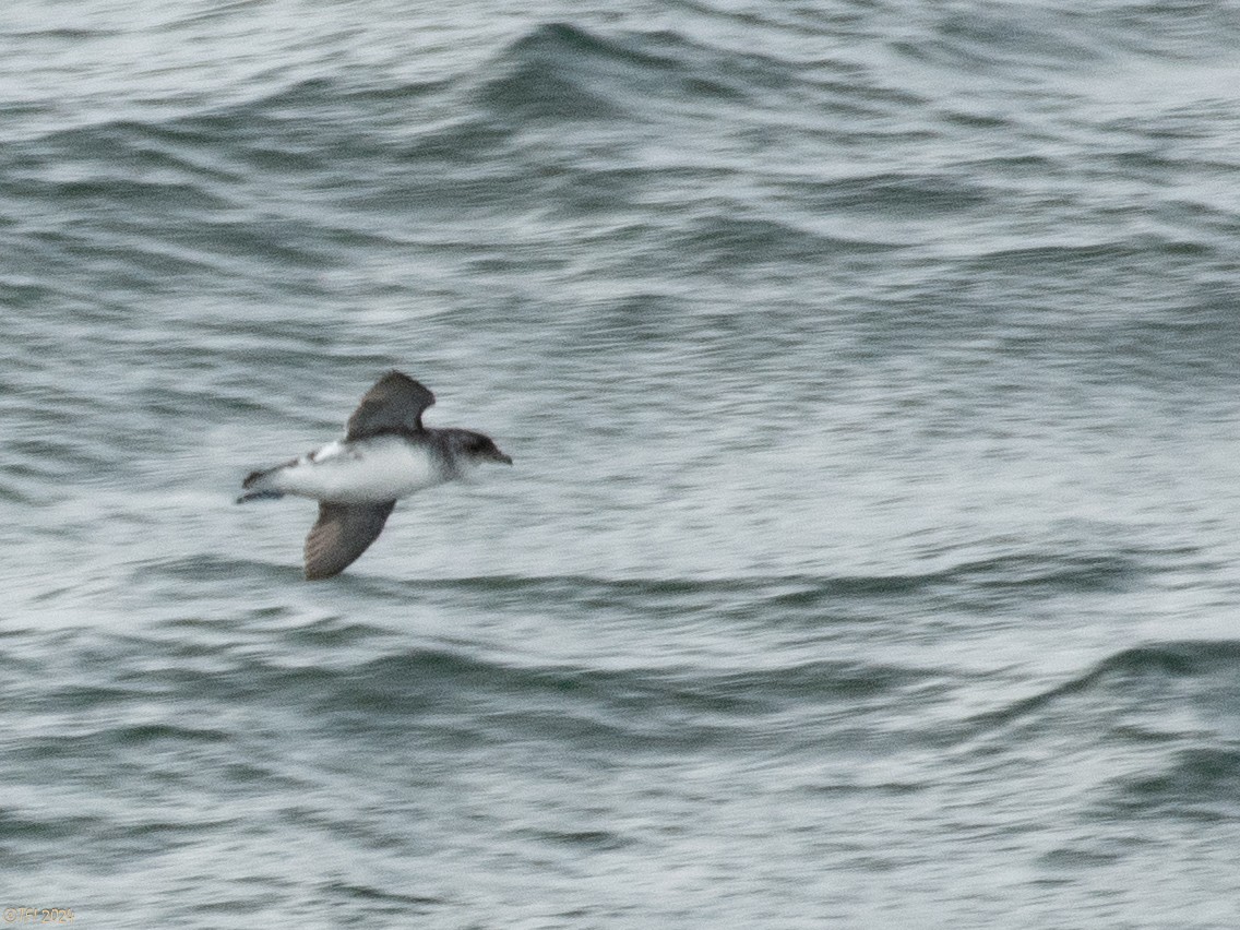 Common Diving-Petrel - ML615386295