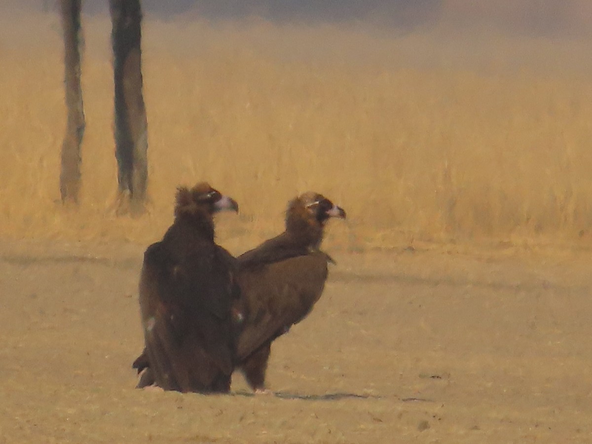 Cinereous Vulture - ML615386301
