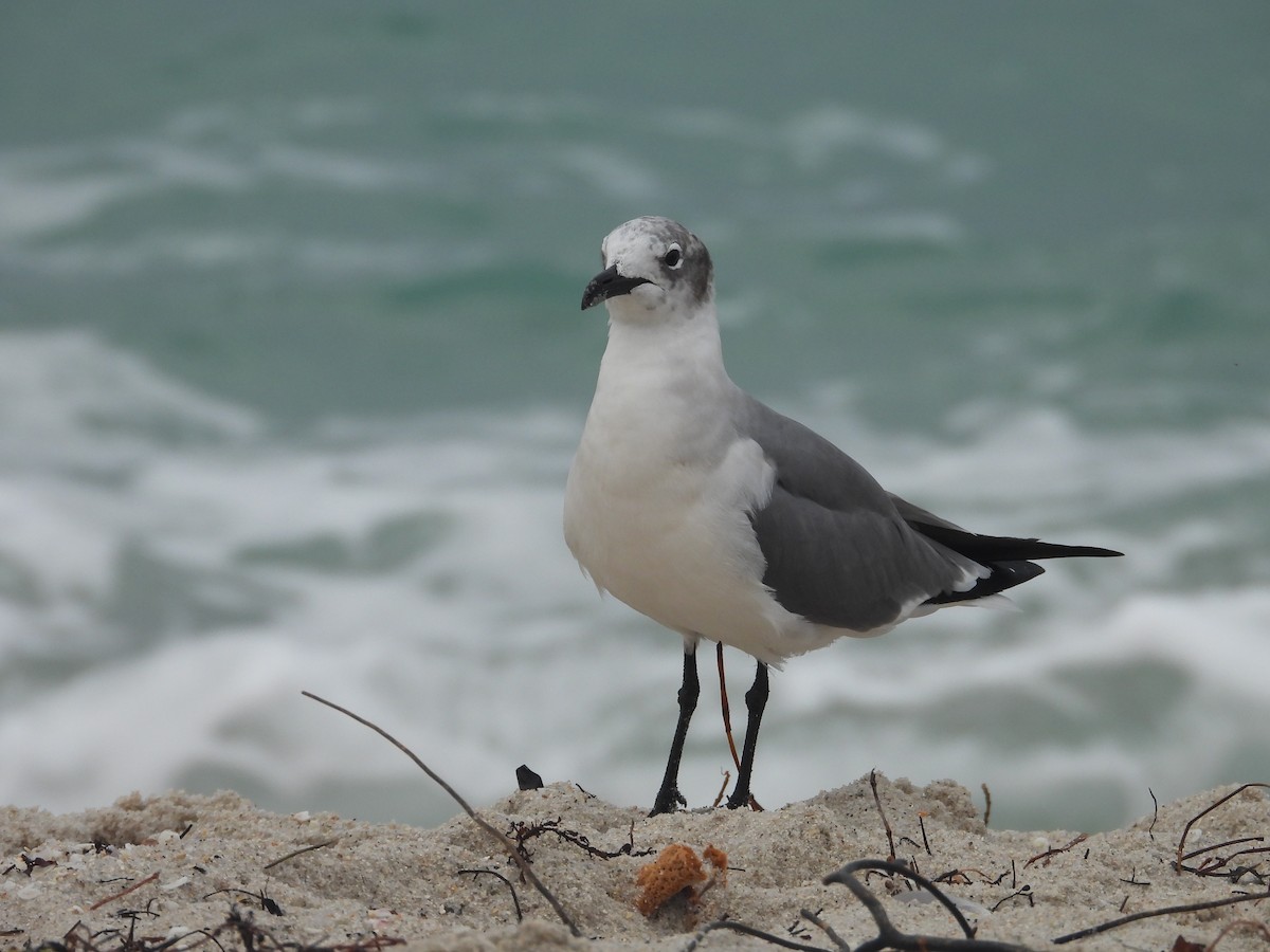 Laughing Gull - ML615386332