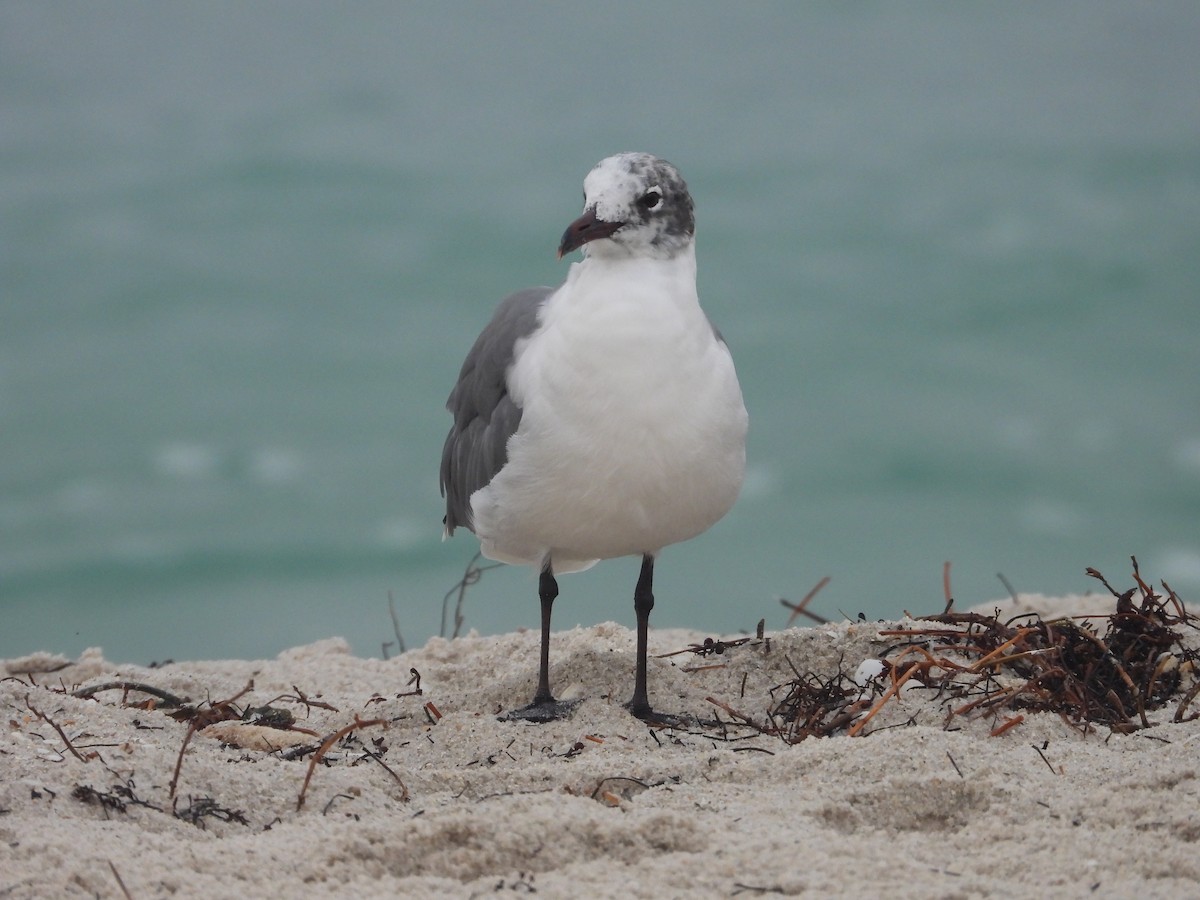 Laughing Gull - ML615386333