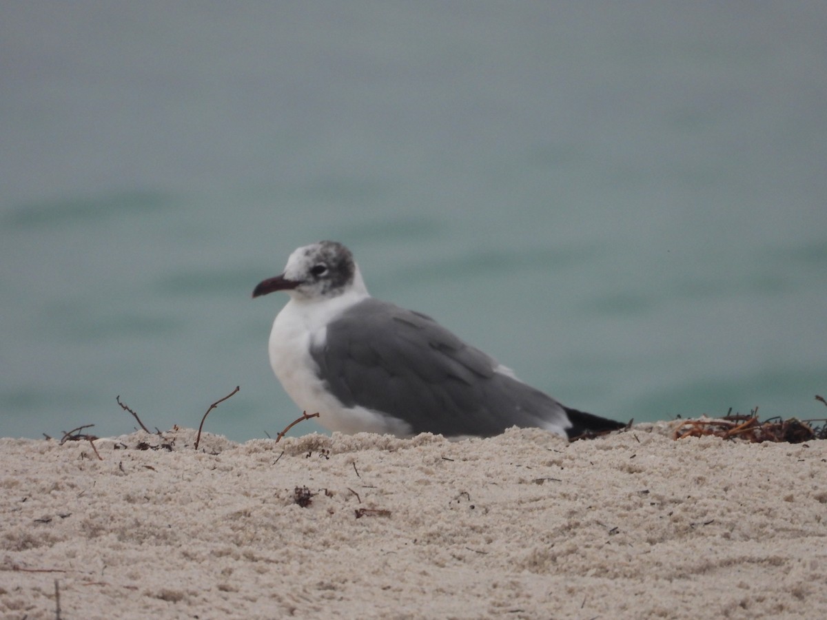 Laughing Gull - ML615386334