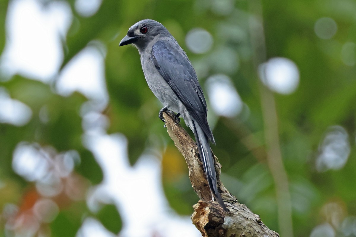 Ashy Drongo - Steven Whitebread