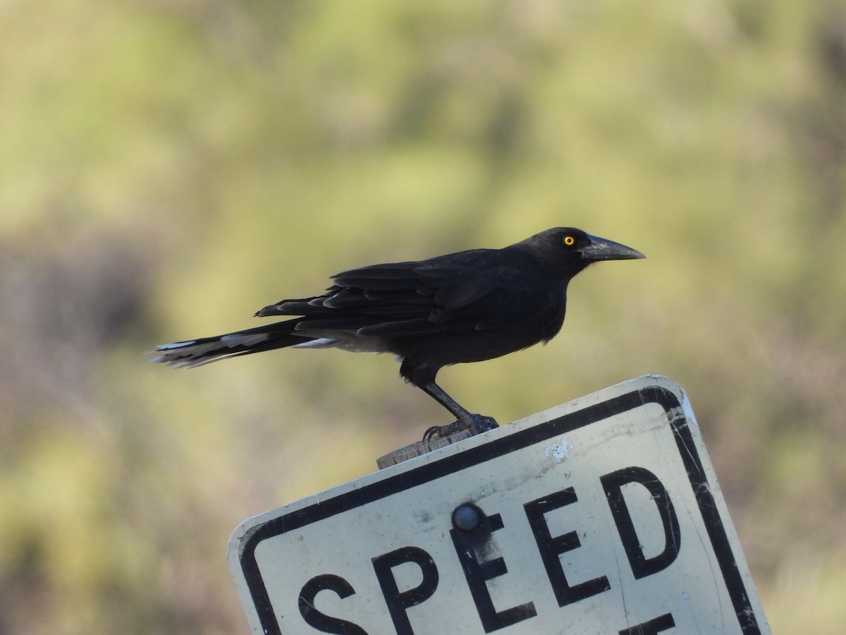 Gray Currawong (Black-winged) - ML615386455