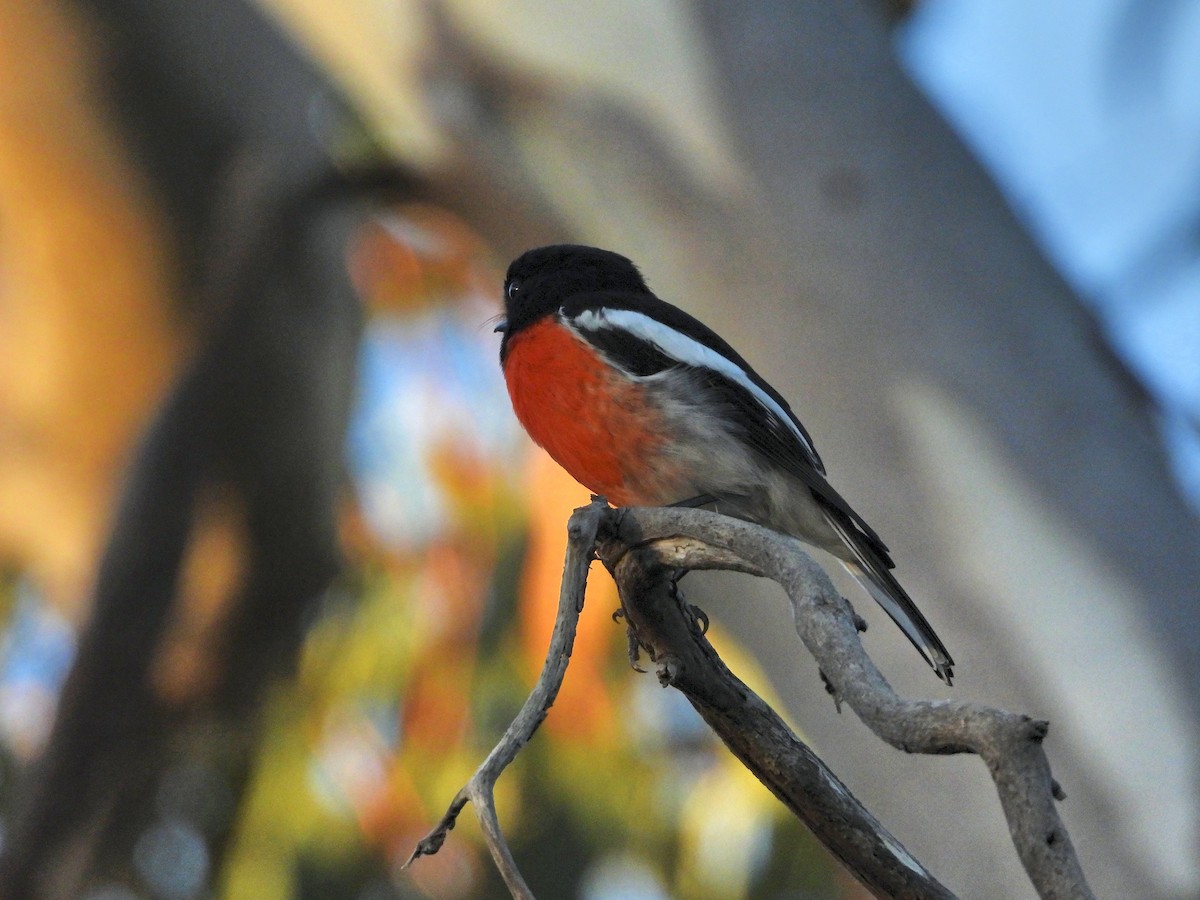 Scarlet Robin (Scarlet) - ML615386456